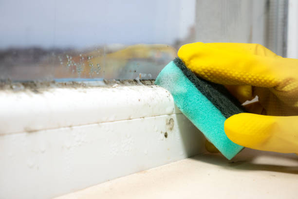 Best Insurance-Related Mold Remediation in Wayne, MI